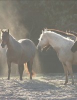 O nordeste é o segundo maior criador de cavalos do Brasil