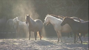 cavalos reunidos