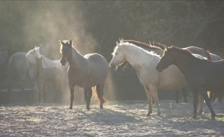 O nordeste é o segundo maior criador de cavalos do Brasil