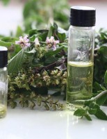 Criação de peixes livre de bactérias com uso de plantas medicinais