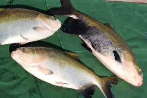 peixes 2
