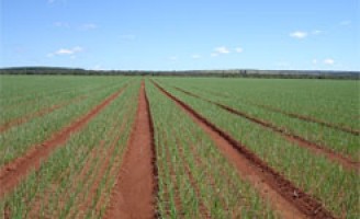 Brasil tem o mais alto Valor da Produção Agropecuária dos últimos anos