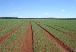 Brasil tem o mais alto Valor da Produção Agropecuária dos últimos anos