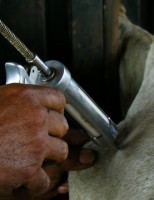 Produtores alertas para a segunda etapa da vacinação contra aftosa