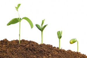 AI Solos - Brotos germinando