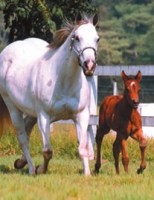 O crescimento do mercado de cavalos no Brasil