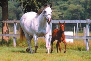 abqm-quarto-de-milha