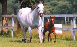 O crescimento do mercado de cavalos no Brasil