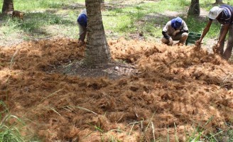 Adubação com compostagem laminar é melhor do que adubação química