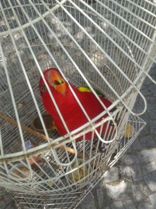 arara