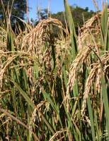 Uma semente de arroz exclusiva para a baixada maranhense