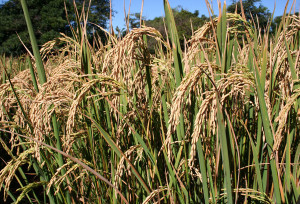 arroz do maranhão