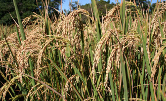 Uma semente de arroz exclusiva para a baixada maranhense