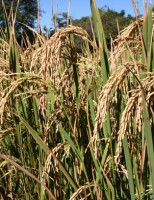 Agricultor do Maranhão ganha semente de arroz própria para o plantio na baixada