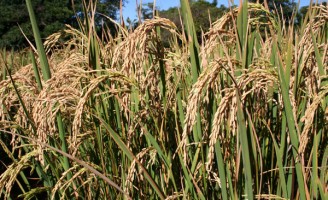 Agricultor do Maranhão ganha semente de arroz própria para o plantio na baixada