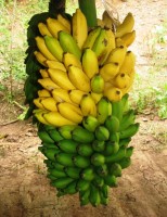 Uma alternativa de cultivo para substituir a banana-maçã