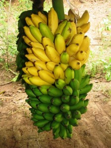 banana maçã 1