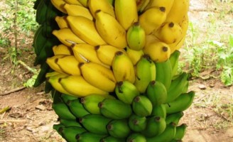 Uma alternativa de cultivo para substituir a banana-maçã