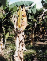 Alerta para os produtores de banana: os nematoides podem destruir a plantação
