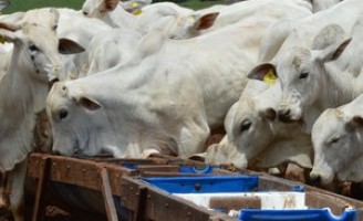 Pecuarista ganha mais quando o gado tem balanceamento na alimentação