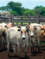 A história da raça bovina mais rústica do rebanho brasileiro