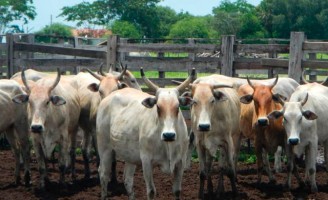 A história da raça bovina mais rústica do rebanho brasileiro