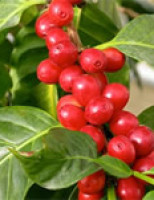 Produção brasileira de café deve ser menor em 2015