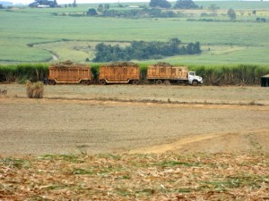 cana e caminhões.