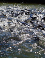 Aquicultura pode ser manejada sem uso de antibióticos