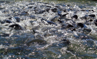 Aquicultura pode ser manejada sem uso de antibióticos