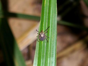 carrapato genoma