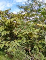 Polinização feita por abelhas silvestres fortalece os sistemas agroflorestais
