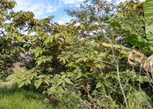 floresta polinizada