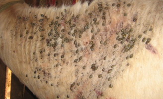Em época de calor aumenta a infestação de carrapato no gado