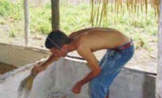 A cadeia produtiva do frango se esforça para promover mais sanidade ao produto