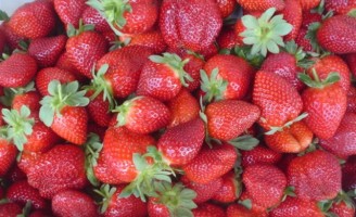 Morango ganha projeto especial para orientar o controle de uso de agrotóxicos