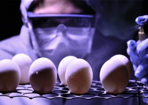 nanotecnologia do ovo