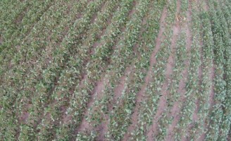 Lavoura em área sem palhada sente mais os efeitos da falta de chuva