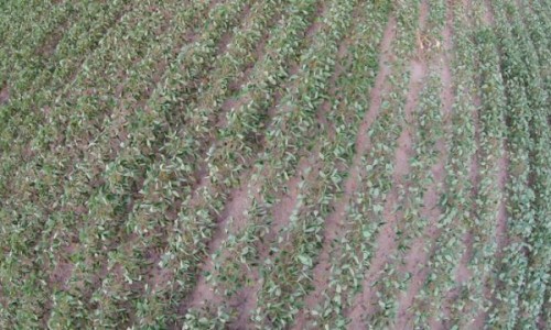 Lavoura em área sem palhada sente mais os efeitos da falta de chuva