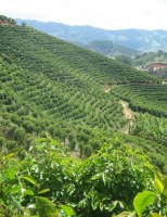 O crescimento da área plantada com café no Brasil