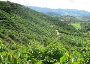 plantações de café
