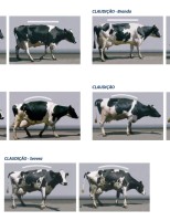 O produtor não sabe mas pode perder dinheiro com a locomoção das vacas leiteiras