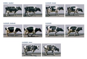 vacas paradas