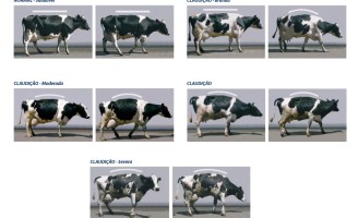 O produtor não sabe mas pode perder dinheiro com a locomoção das vacas leiteiras