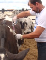 Hoje é o último dia para apresentar a declarar de vacinação contra aftosa  em Pernambuco