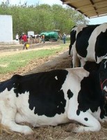 Tradicional feira de gado no interior de Alagoas será reformada