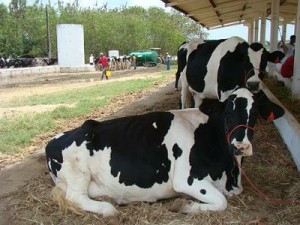 Feira do Gado Al