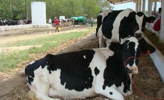 Tradicional feira de gado no interior de Alagoas será reformada