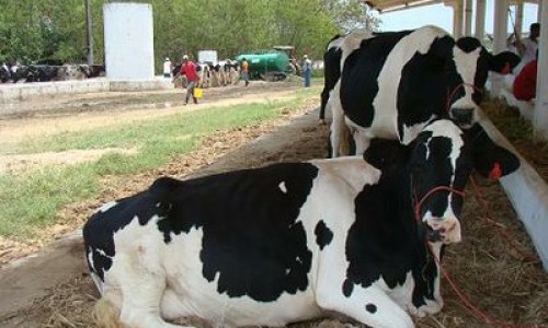 <h2><a href="https://nordesterural.com.br/tradicional-feira-de-gado-no-interior-de-alagoas-sera-reformada/">Tradicional feira de gado no interior de Alagoas ser&aacute; reformada</a></h2>&Eacute; o que garante um conv&ecirc;nio firmado pela Secretaria de Agricultura, Pecu&aacute;ria,Pesca e Aquicultura de Alagoas, quando ser&atilde;o aplicados R$ 2,7 milh&otilde;es para reforma de toda a infraestrutura da Feira