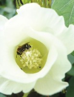 Produtividade agrícola melhora com uso de insetos polinizadores